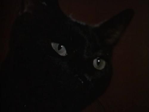 El gato negro (1989)