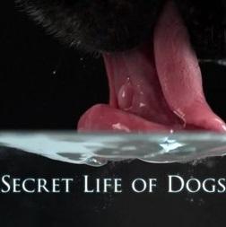 La vida secreta de los perros (2013)