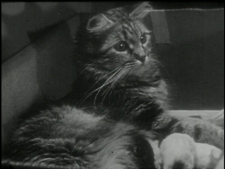 The Private Life of a Cat (1944)